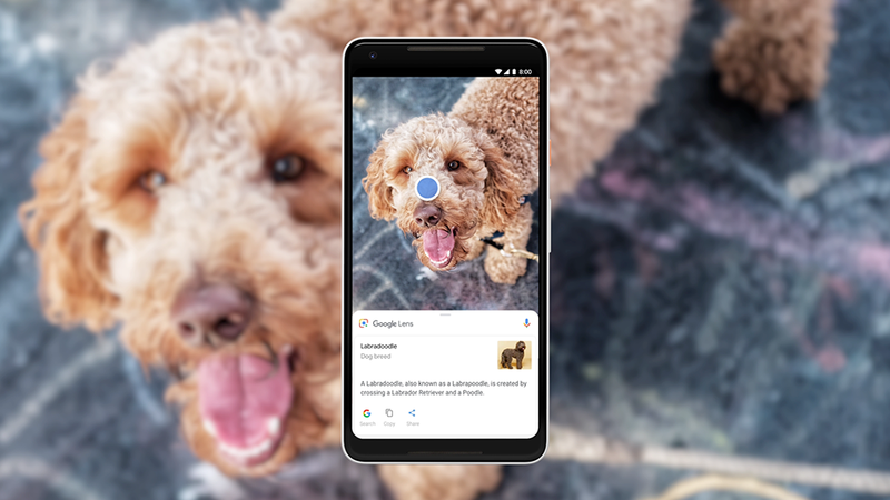 App consegue reconhecer diferenças entre animais e plantas.