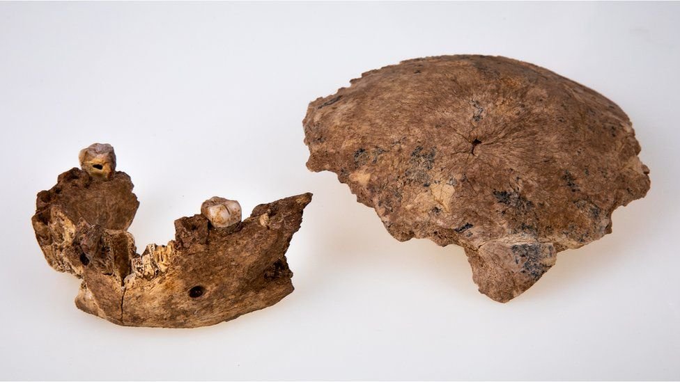 Fragmentos de mandíbula e crânio da nova espécie