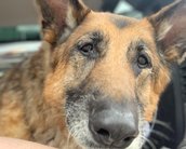 Fallout 4: morre a cadela River, que inspirou o Dogmeat do jogo