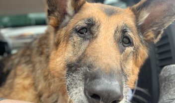 Fallout 4: morre a cadela River, que inspirou o Dogmeat do jogo