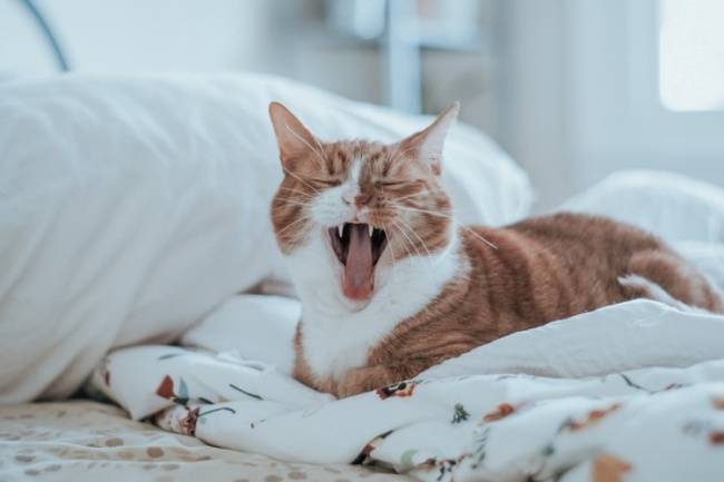 Aparentemente, os gatos são mais suscetíveis à doença.