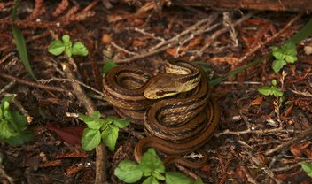 Cobras ajudam cientistas a monitorar radiação de Fukushima 