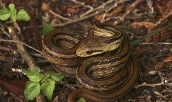 Modelo de jogo com cobra e rato na floresta