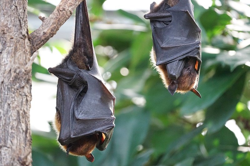 Morcegos são geneticamente capazes de suportar barulhos intensos (Fonte: Pixabay)