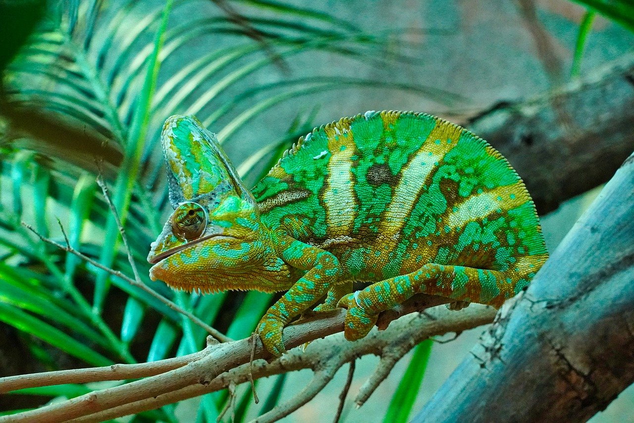 Alguns animais, como o camaleão, possuem uma capacidade natural de mimetizar as cores do ambiente em sua volta. (Fonte: Pixabay/Anrita1705/Reprodução)
