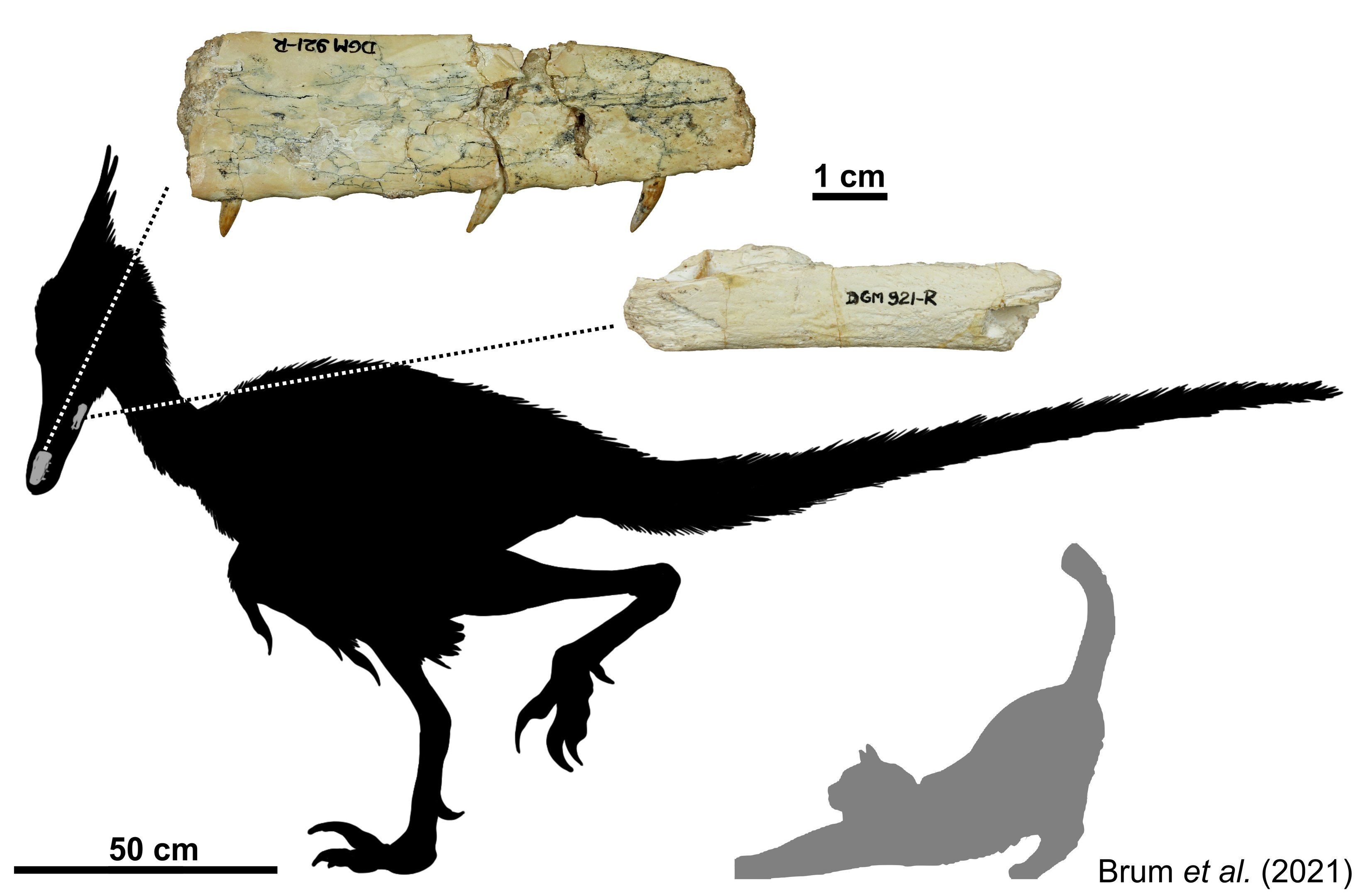 Dinossauro descoberto no Triângulo Mineiro ganhou o nome Ypupiara lopai