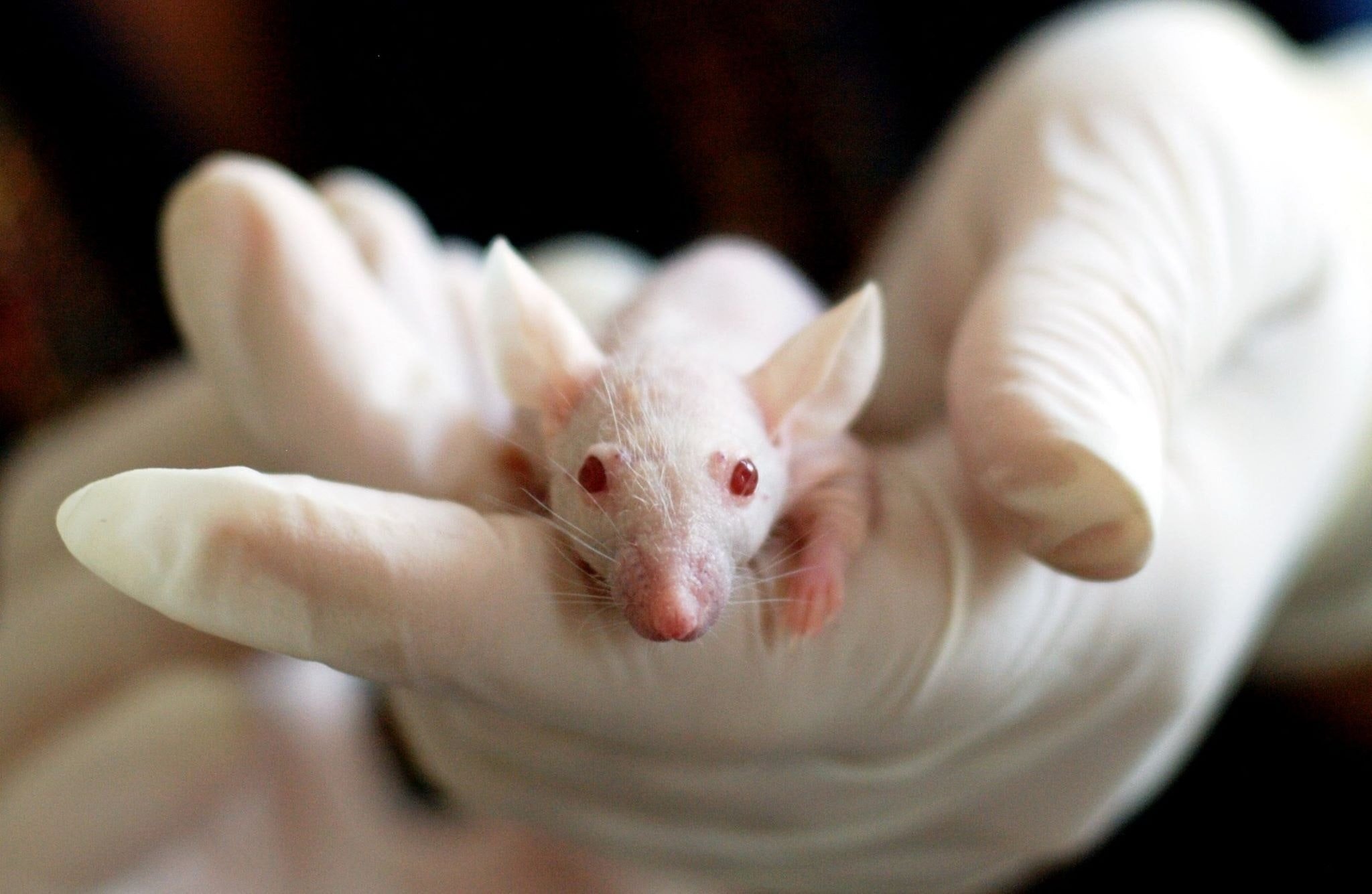 O transplante da microbiota fecal de ratos apresentou resultados surpreendentes (Fonte: Pexels)
