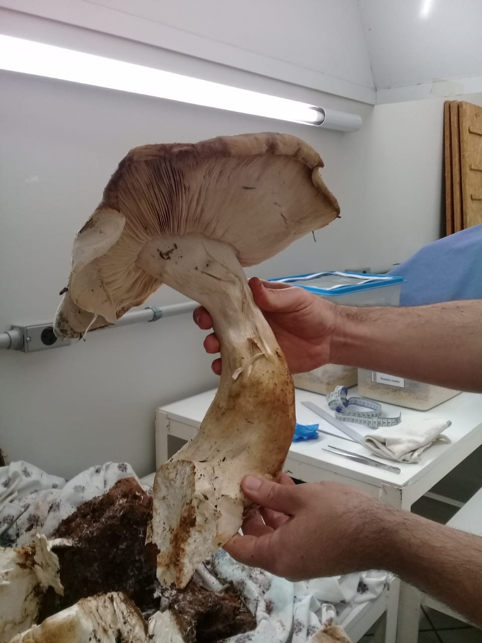 Durante o processo de conservação, o cogumelo é desmembrado e desidratado para evitar perda por mofo