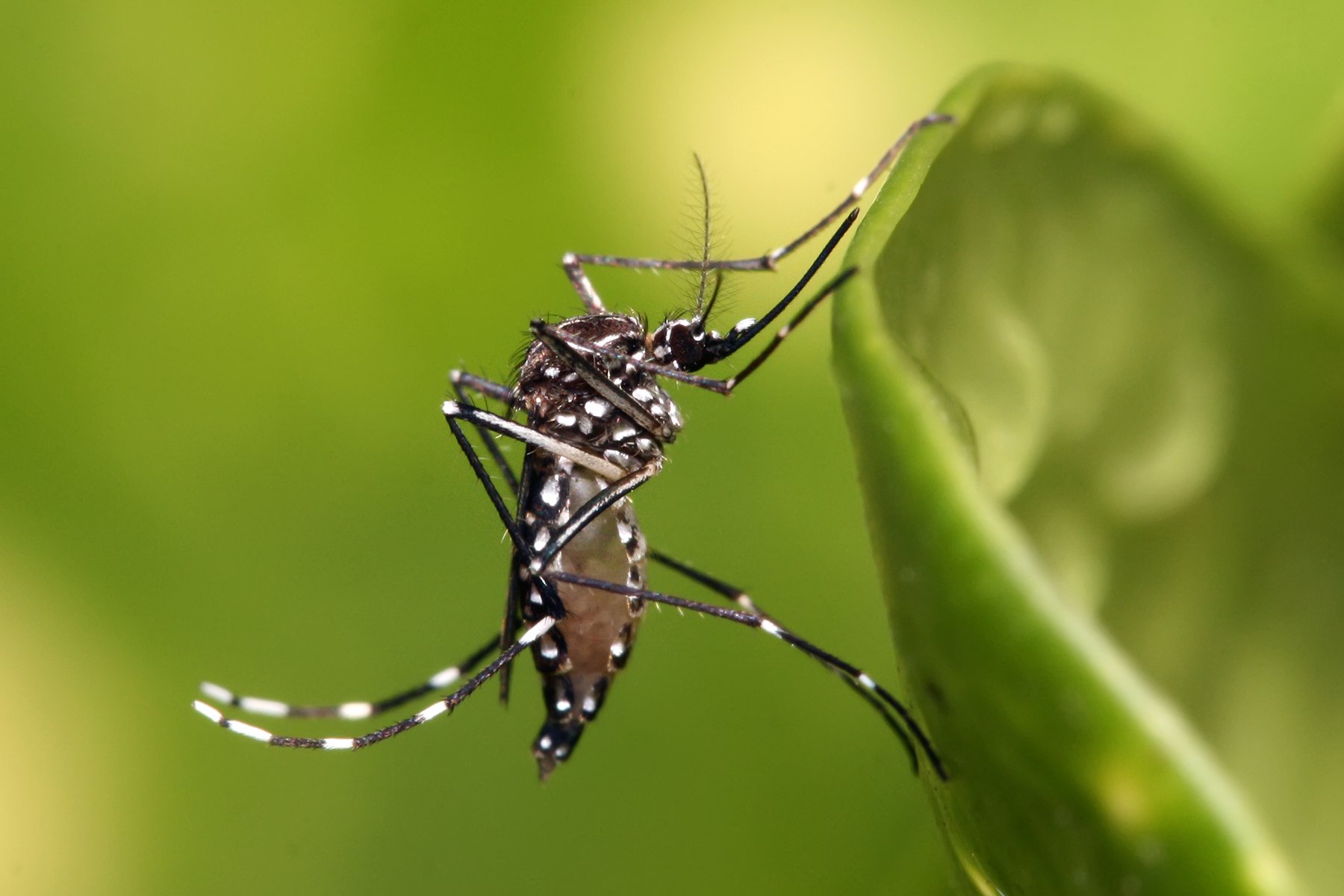 Mosquito Aedes aegypti adulto.