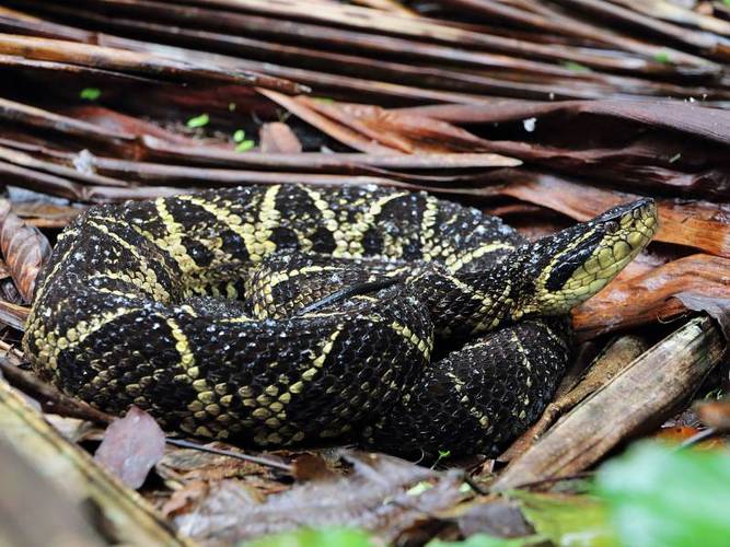 Cobra da espécie Jararacuçu