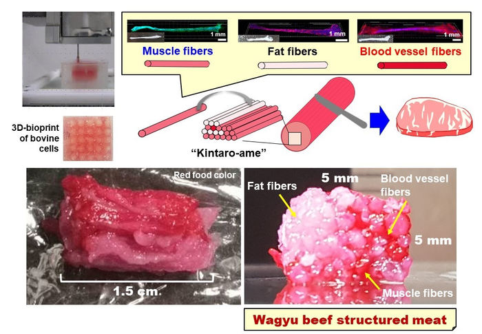 Gráfico da pesquisa mostra imagem da impressão da carne, seguida dos três tipos de células replicadas. O tecido foi cortado perpendicularmente e o resultado são as imagens da parte inferior do gráfico