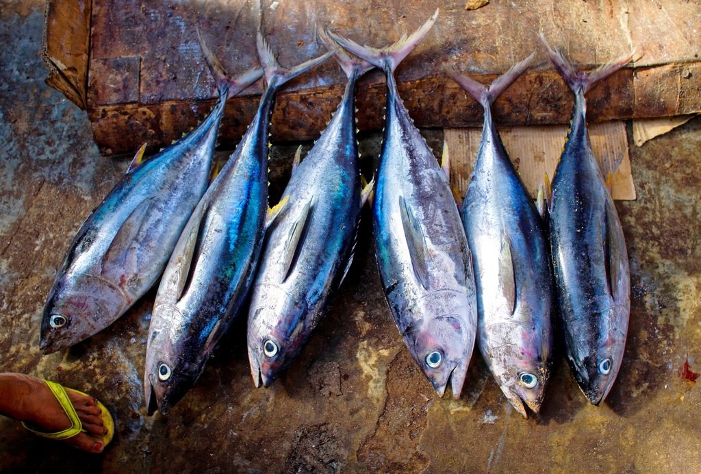 Pescados mal armazenados podem liberar toxina que causa a Doença de Haff (Fonte: Pxhere/Reprodução)