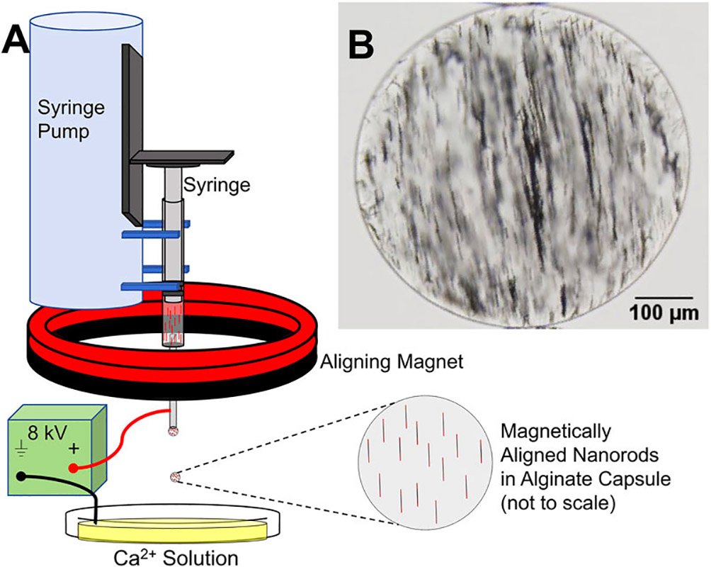 Síntese MANiAC: seringa com nanobastões pré-alinhados em alginato líquido (Fonte: Frontiers in Robotics and AI/Divulgação.)