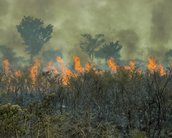 Dia da Amazônia: a tecnologia pode ajudar a salvar o bioma?