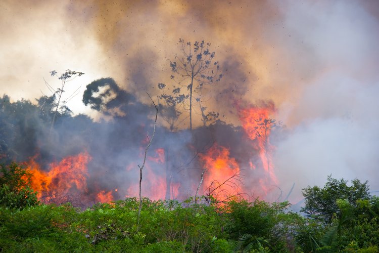 Amazônia