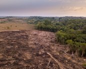 Dia da Amazônia: previsões para o futuro são dramáticas, diz biólogo 