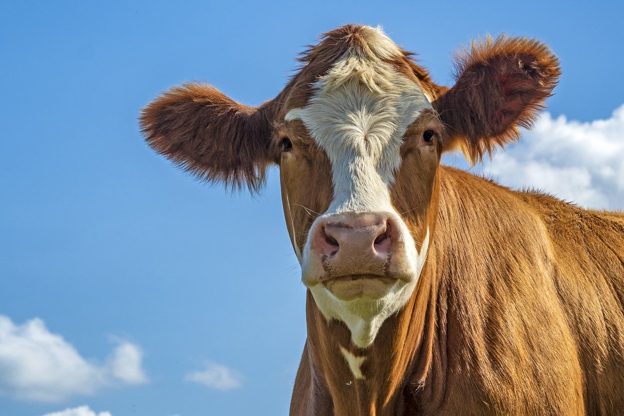 A OIE confirmou que o consumo de carne bovina brasileira continua seguro, apesar de casos registrados de EEB (Fonte: Pixabay/Wolfgang Claussen/Reprodução)