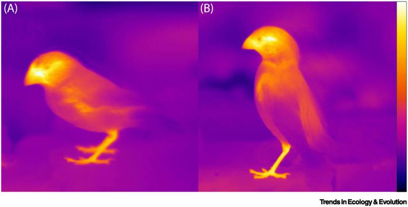 Troca de calor (Fonte: Trends in Ecology & Evolution/Reprodução)