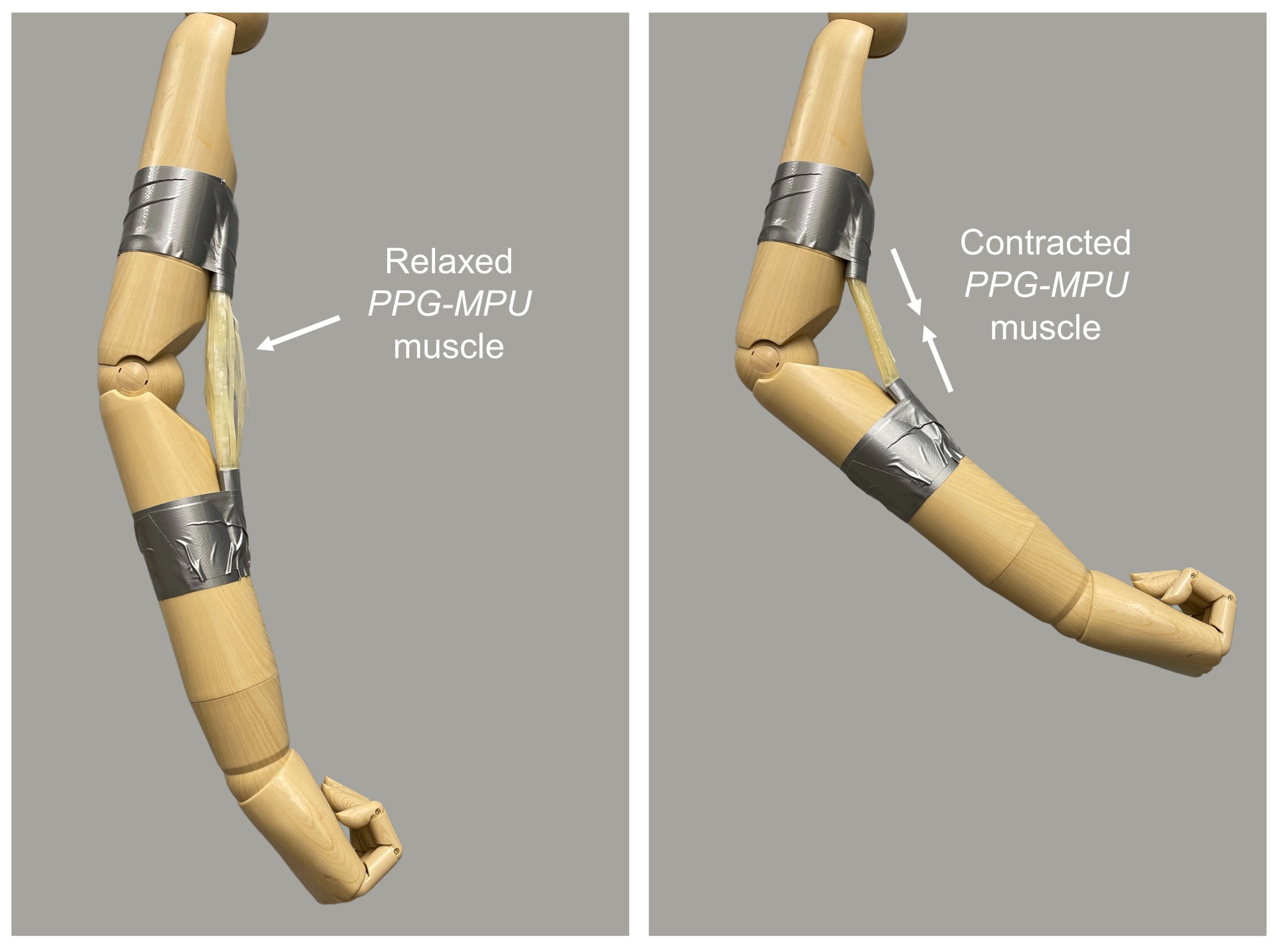 Imagem mostra contração do músculo artificial. O novo polímero criado na Califórnia pode auxiliar pessoas no futuro