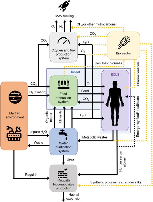 Diagrama de produção in vivo de albumina humana (Fonte: Materials Today Bio/Reprodução)