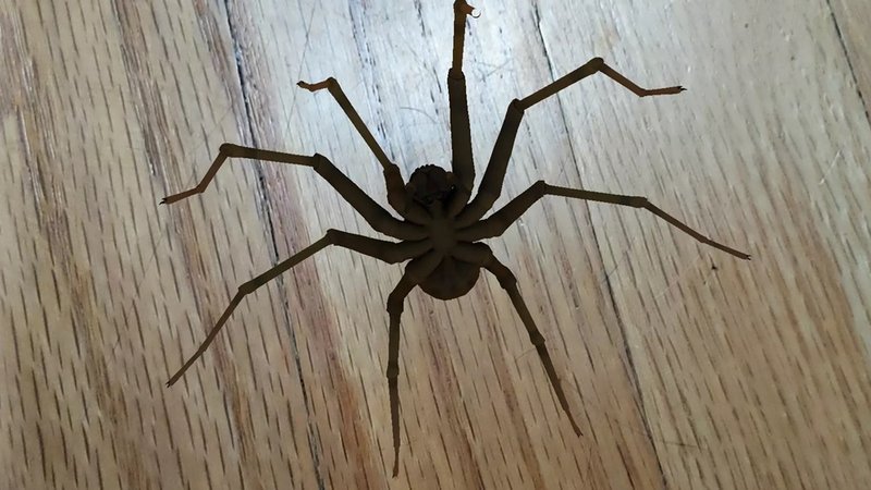 As aranhas criadas com esse aplicativo de realidade aumentada são bastante realistas (Fonte: Unibas/Divulgação)