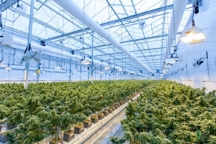Maconha legalizada movimenta mercado bilionário nos Estados Unidos. (Fonte: Unsplash/Richard T/Reprodução)