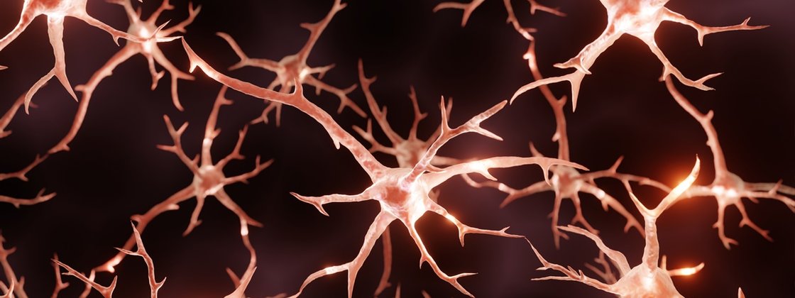 Imagem de: Sobre neurogênese e plasticidade neural 