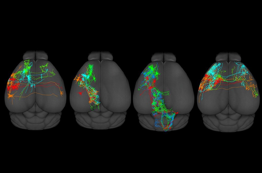O atlas do cérebro se concentrou nas partes responsáveis pelas funções motoras do órgão. (Fonte: Science/Divulgação)