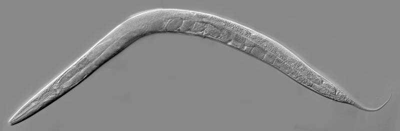 O C. elegans. (Fonte: Kbradnam/Wikipedia/Reprodução.)