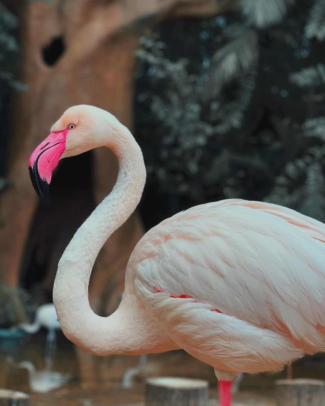 O recinto dos Flamingos era uma das principais atrações do Parque das Aves. (Fonte: Reprodução/Facebook/Parque das Aves)