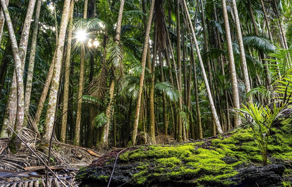 Florestas tropicais dependem da fotossíntese para crescerem