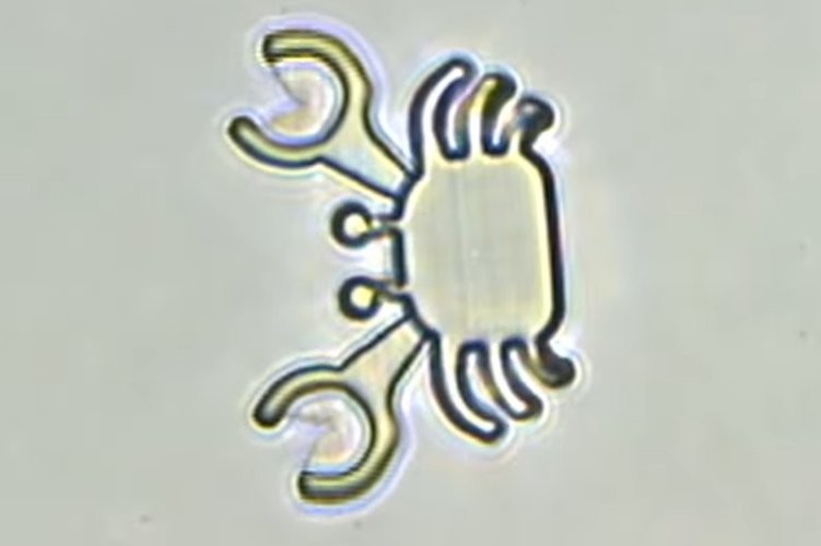 minirrobos