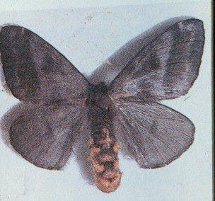 Mariposa do gênero Hylesia