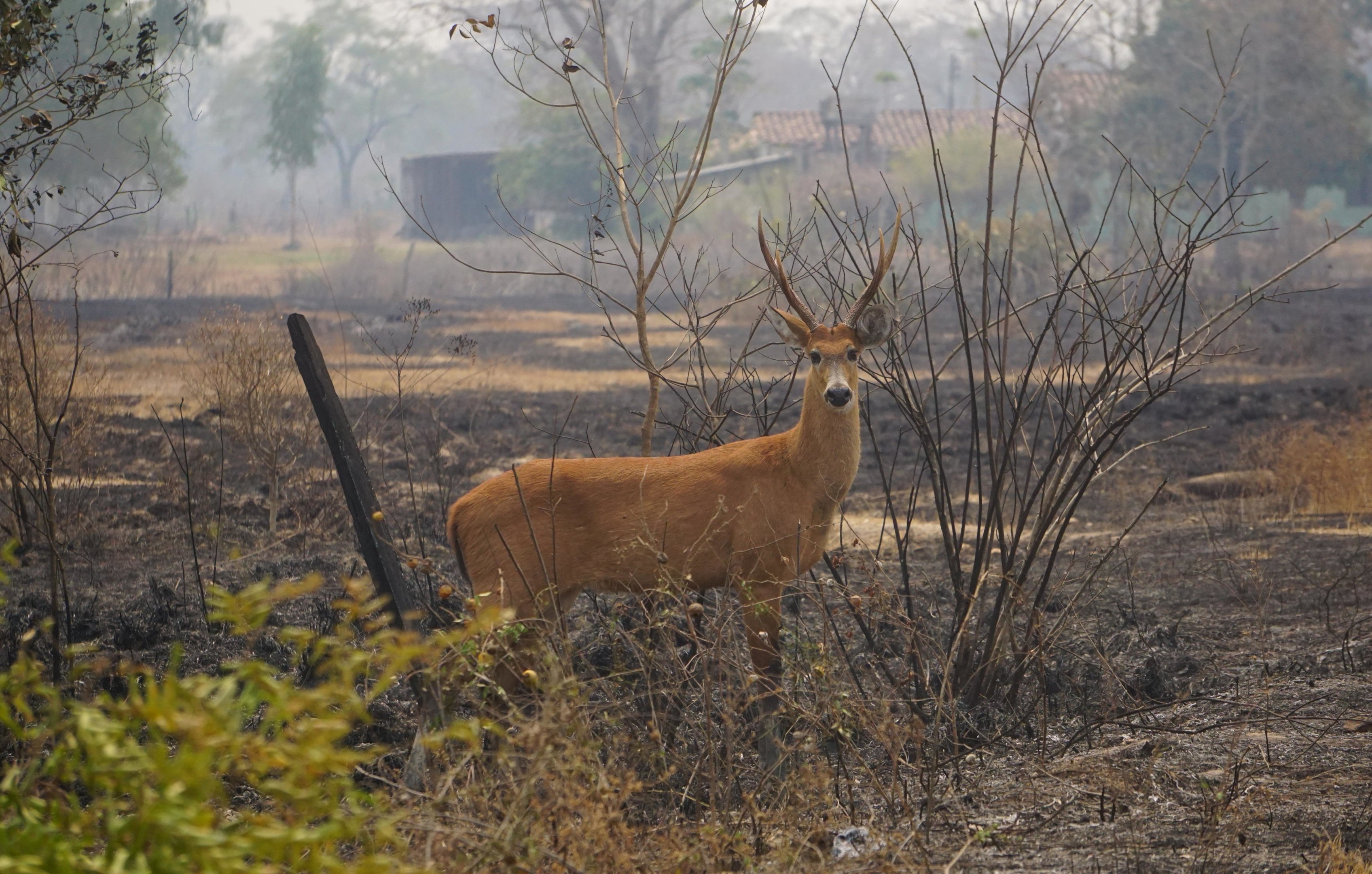 Um veado sobrevive aos incêndios florestais. Outros 17 milhões de animais morreram por conta das queimadas (Fonte: CENAP-ICMBio)