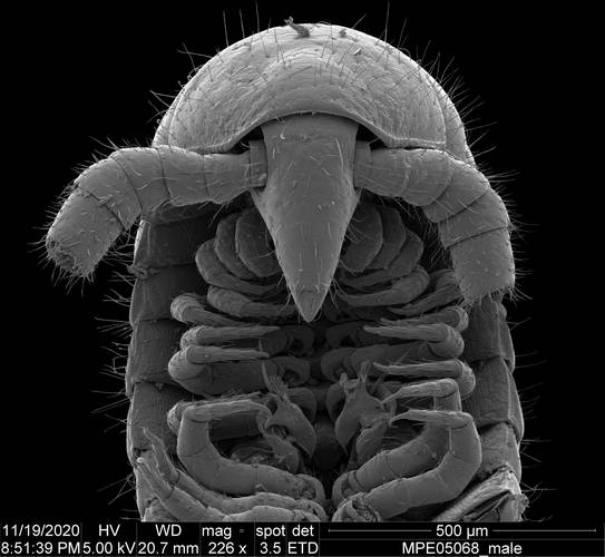 A espécie Eumillipes persephone tem cabeça em formato de cone e grandes antenas, que a ajudam a encontrar entradas nos pequenos espaços de seu habitat