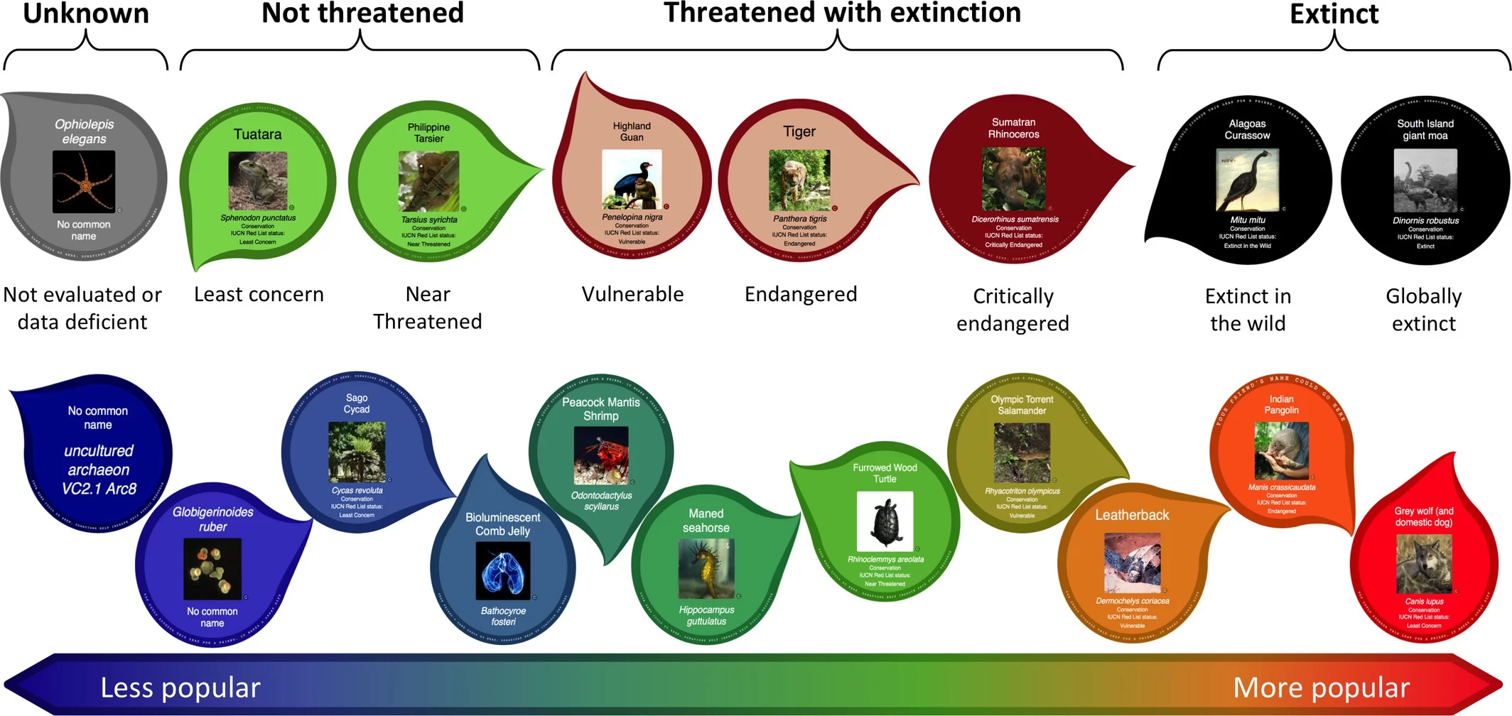 O OneZoom permite a visualização de espécies a partir de diferentes esquemas de cor, evidenciando dados como ameaça de extinção e popularidade.