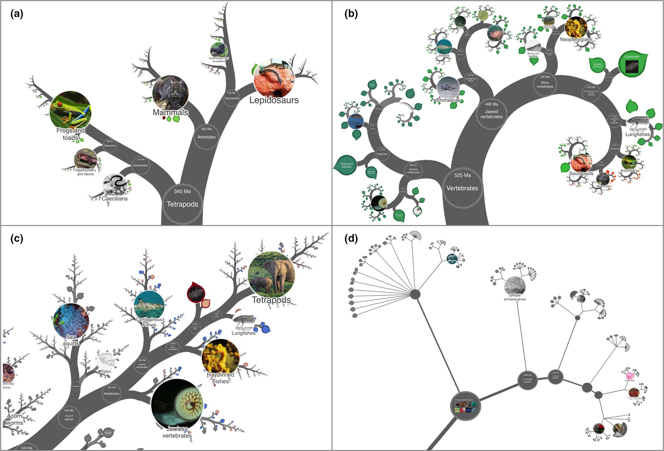 A árvore da vida pode ser visualizada a partir de diferentes designs, selecionados no canto inferior esquerdo da página.