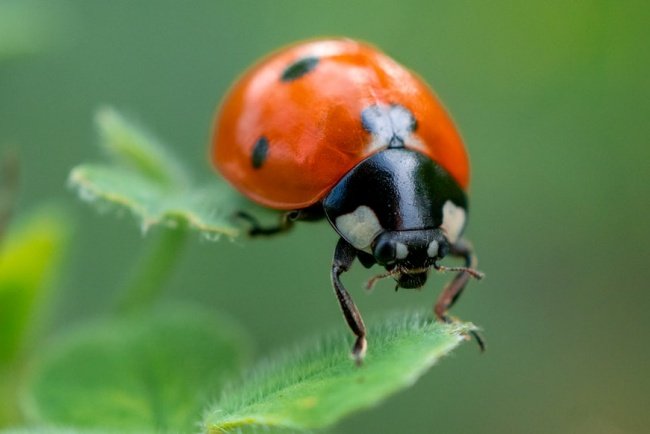 O uso do modo macro pode resultar em belas imagens.