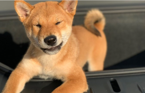 Esse é o Floki, o cachorrinho do dono da Tesla