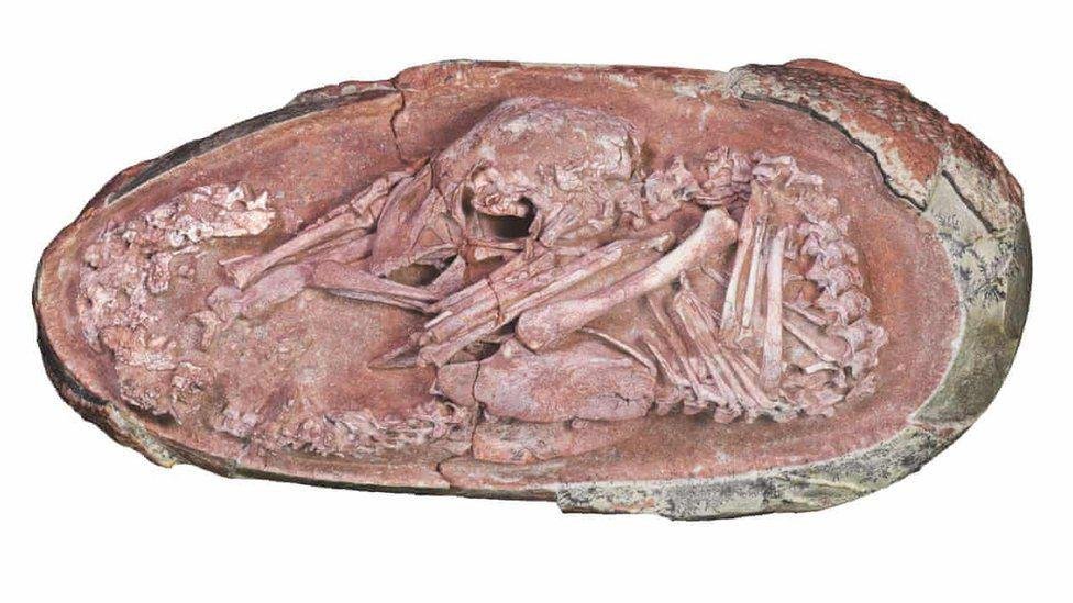 O fóssil descoberto na China de um ovo de dinossauro prestes a eclodir (Fonte: Universidade de Birmingham\Lida Xing)