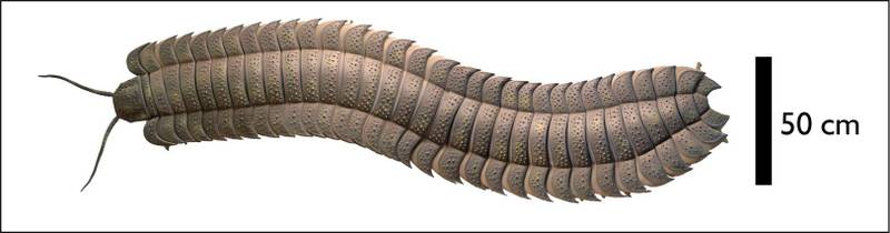 Reconstrução do espécime de Arthropleura a partir do fóssil encontrado.