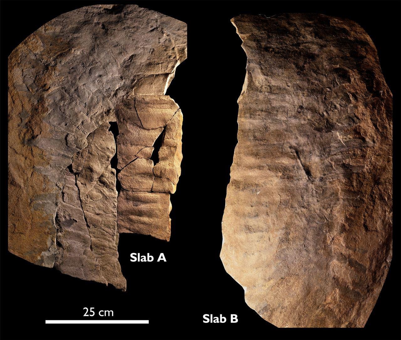 Restos do espécime encontrado após escavação. O fóssil é um dos maiores restos de artrópode já encontrados.