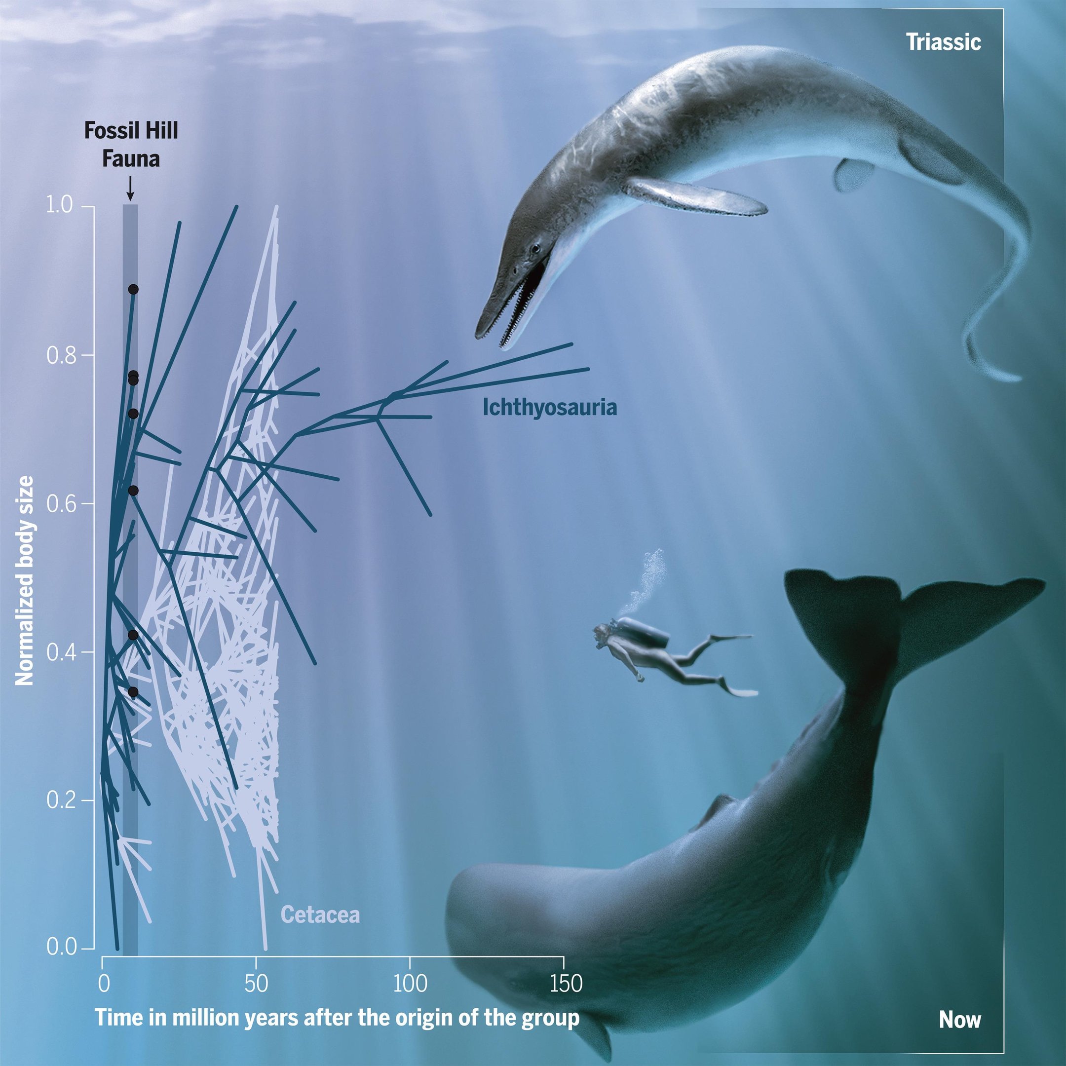Imagem compara o tamanho do extinto ictiossauro gigante com o das atuais baleias e dos seres humanos (créditos: ilustração de Stephanie Abramowicz, cortesia do Natural History Museum of Los Angeles County)