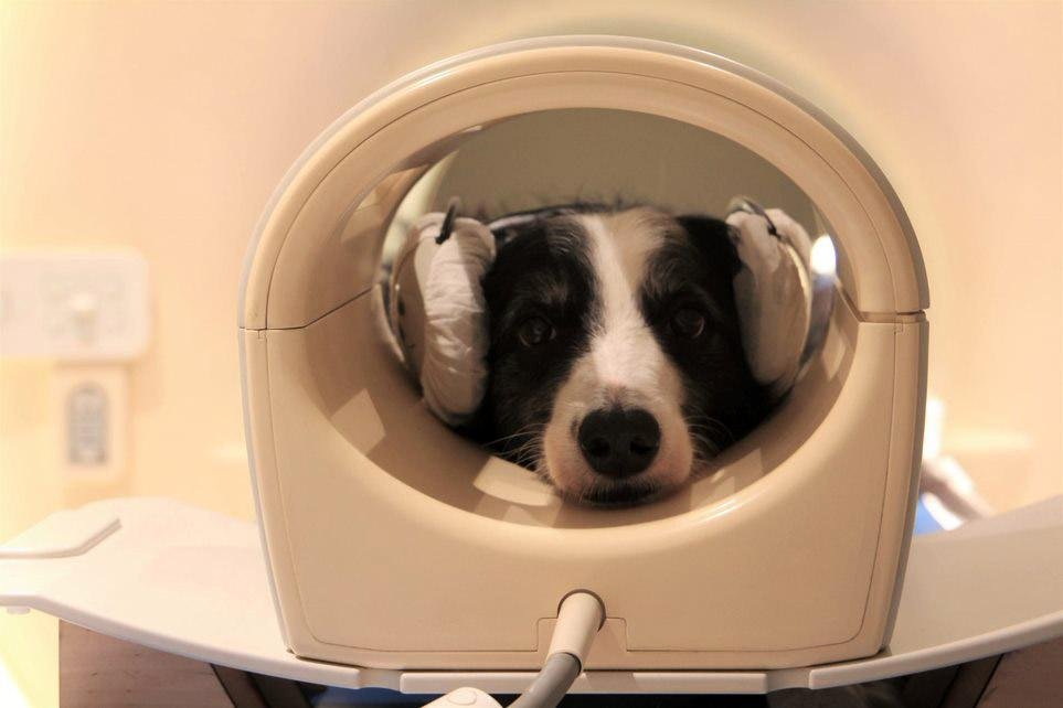 Cachorro que participou da pesquisa em um scanner cerebral (créditos: Eniko Kubinyi/Divulgação)
