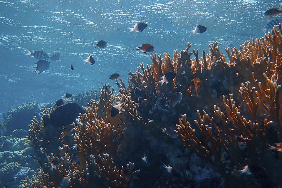 Animais marinhos de águas oceânicas tropicais já estão passando por diminuições populacionais devido ao aquecimento