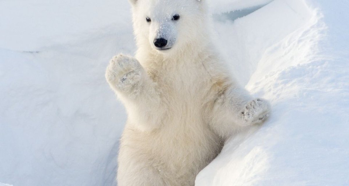 O que o urso polar tem a ver com inteligência artificial?