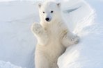 Imagem de O que o urso polar tem a ver com inteligência artificial?