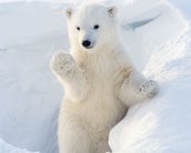 O que o urso polar tem a ver com inteligência artificial?