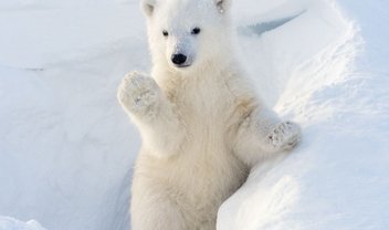 O que o urso polar tem a ver com inteligência artificial?