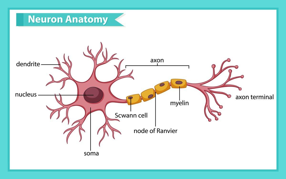 Ilustração mostra a anatomia do neurônio com a representação da mielina (myellin)